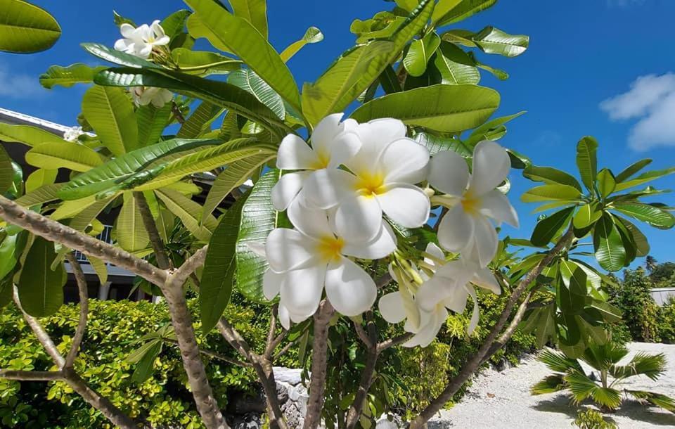 Pension Tiputa Lodge Rangiroa מראה חיצוני תמונה